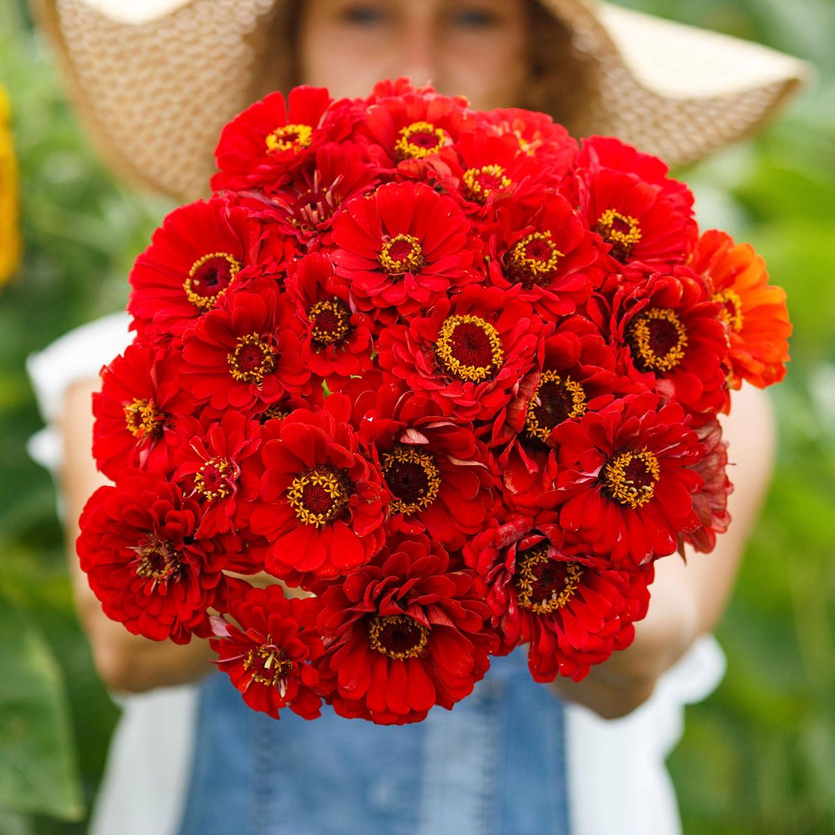 Zinnia Seeds - Cherry Queen
