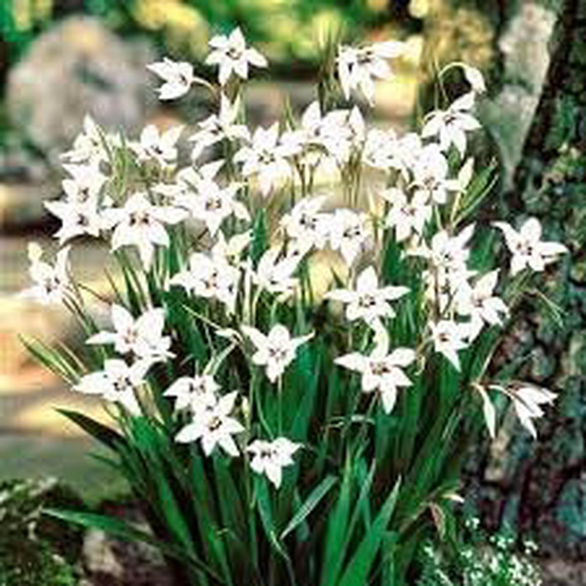 Acidanthera Flower Seeds for Planting Fragrant Blossoms, Heirloom, Non-GMO, High Germination Garden Seeds