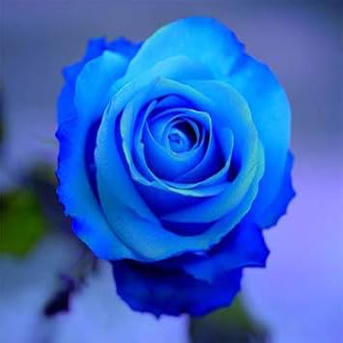 Blue Flower Seeds for Planting 100 pcs