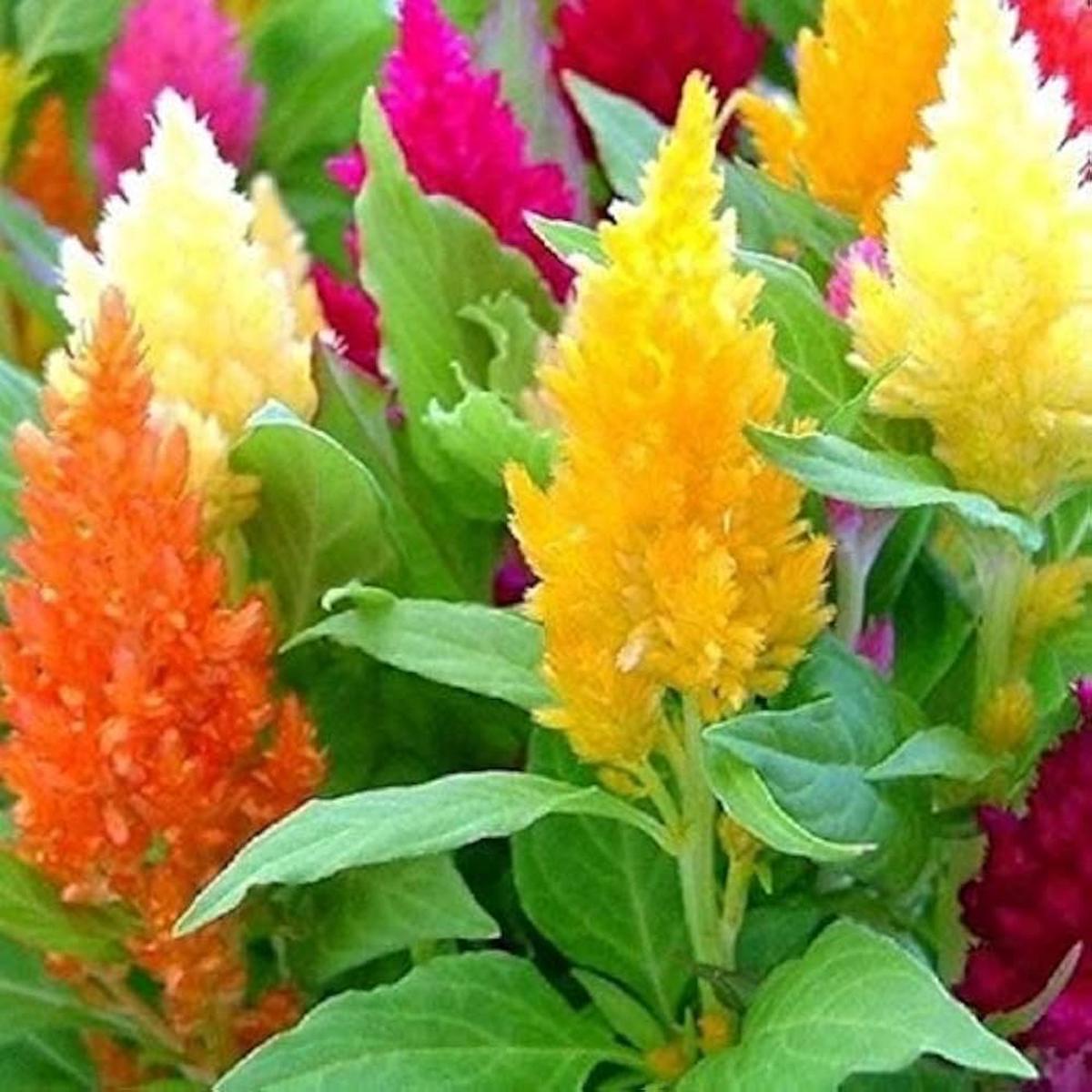 Celosia Fresh Look Orange Seeds for Planting Bold Annual Displays