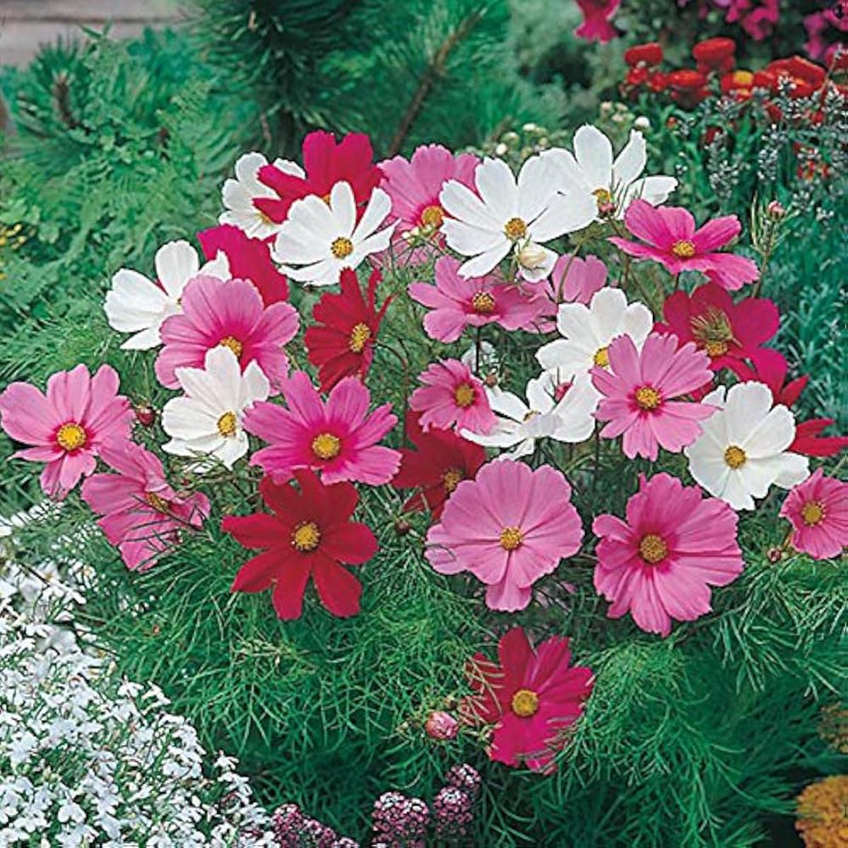 Dwarf Schwefel Cosmos Mix Seeds