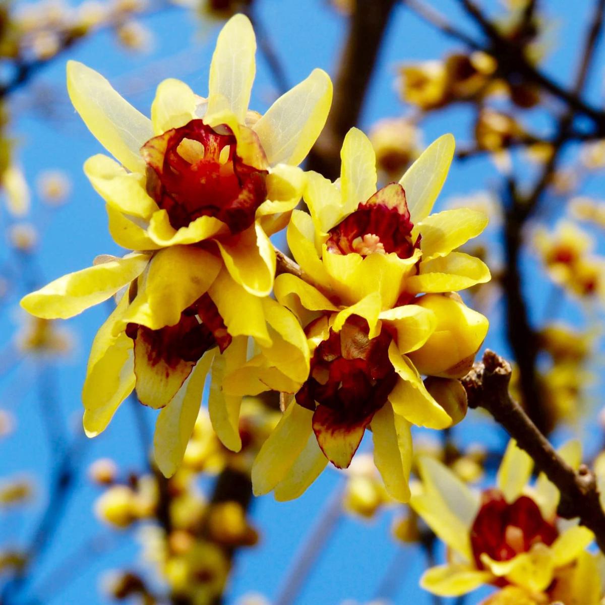 Heirloom Non-GMO Chimonanthus Flower Seeds for Planting Fragrant Winter Bloom Seeds