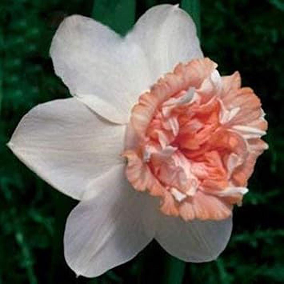 Heirloom Non-GMO Double Petal Narcissus Daffodil Seeds for Planting White & Orange, High Germination