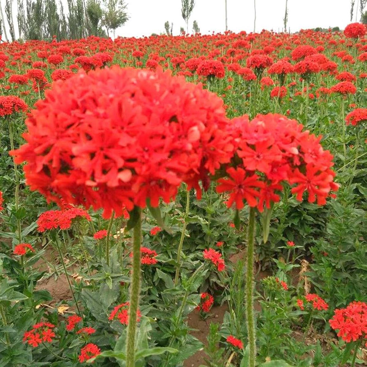 Lychnis Campion Flowers Seeds,