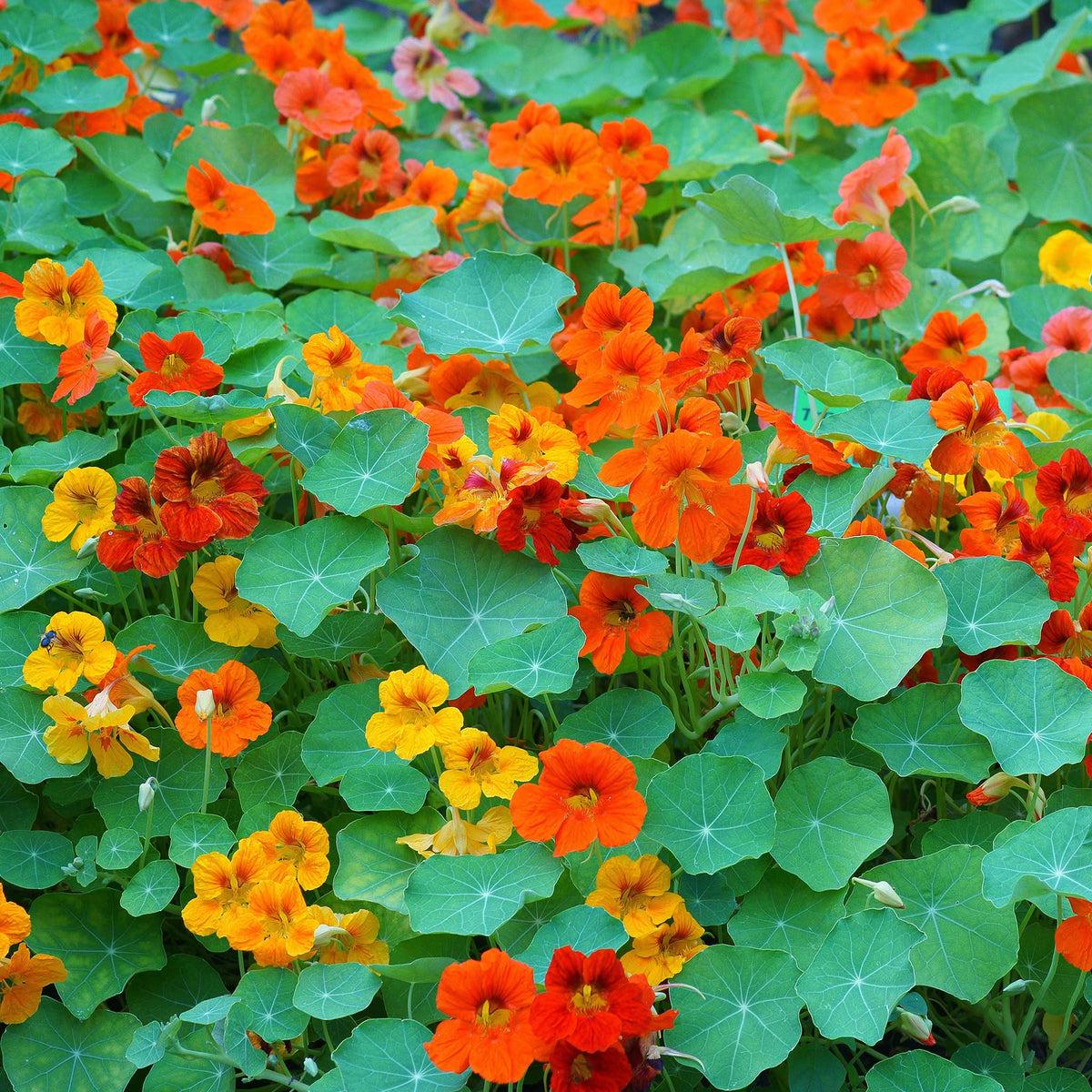 Mixed Nasturtium Flower seeds for Planting Compact Growth Heirloom & GMO Free Seeds for Home Garden
