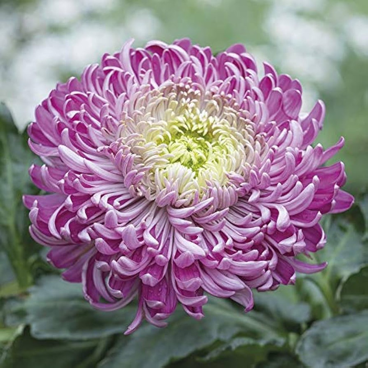 Organic Purple White Chrysanthemum Flower Seeds for Planting Heirloom, Non-GMO