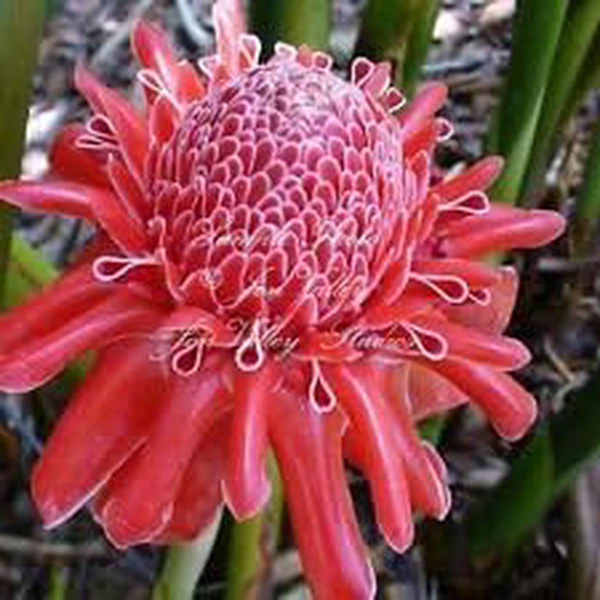 Pink Etlingera Flower Seeds for Planting - NON GMO Seeds