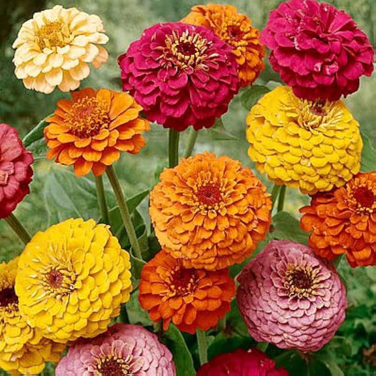 Rainbow Dahlia Mixed Colors Flower Seeds for Planting