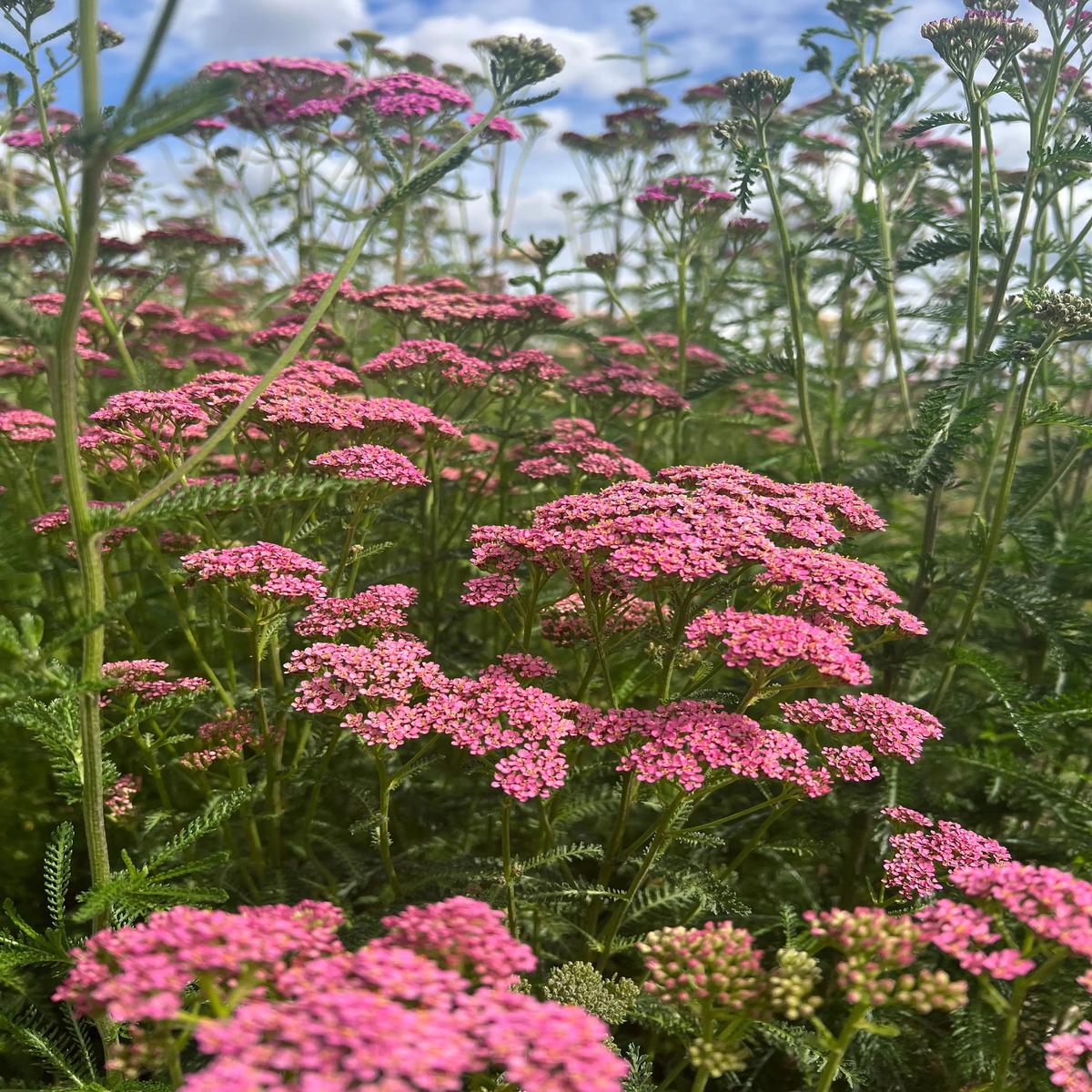 Achillea Cerise Queen