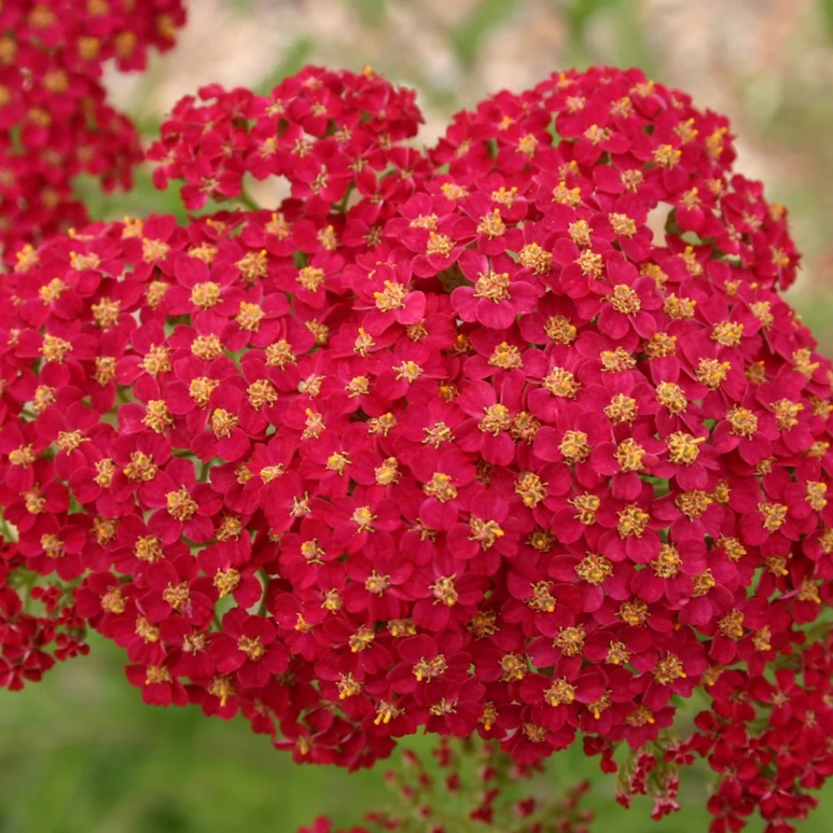 Achillea 'Red Beauty' Seeds for Planting Heirloom, Non-GMO, Vibrant Red, Perennial