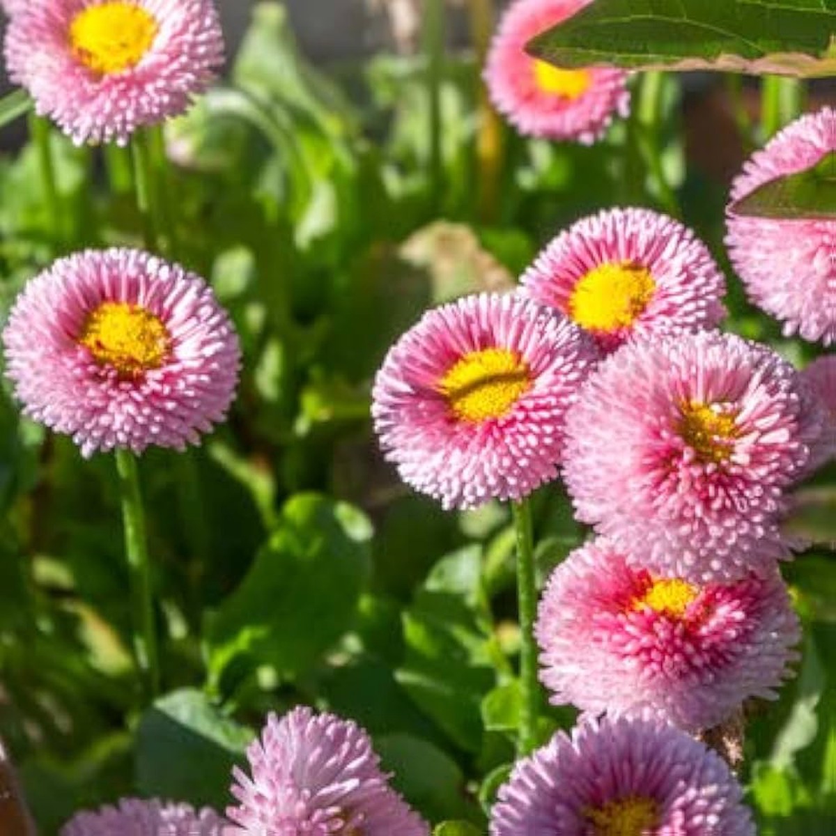 Daisy Flower Seeds (Bellis Perennis, White, Pink, Red, Blue, )