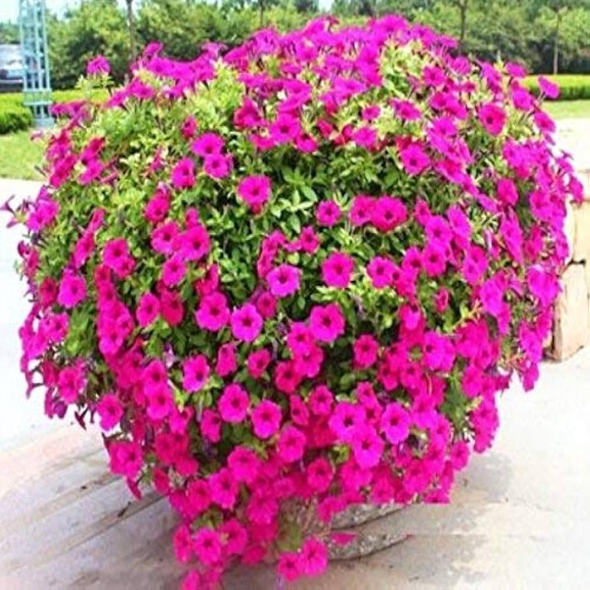 Mixed Petunia Seeds Exotic Ornamental Flowers