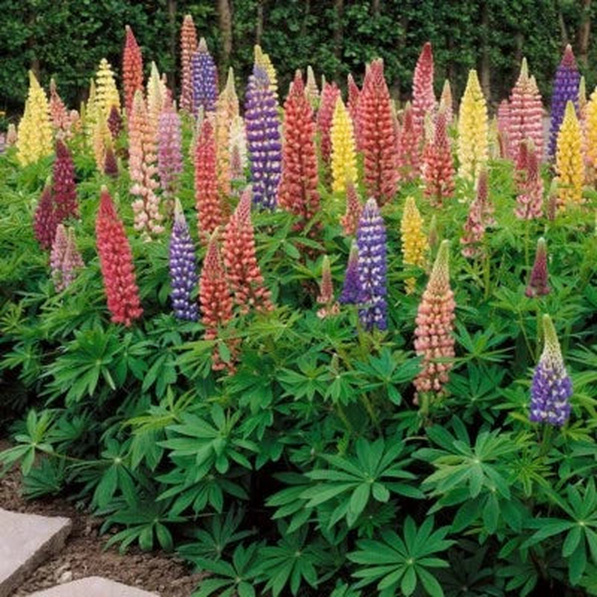 Russell Lupine - Perennial Flower - Heirloom, Non-GMO