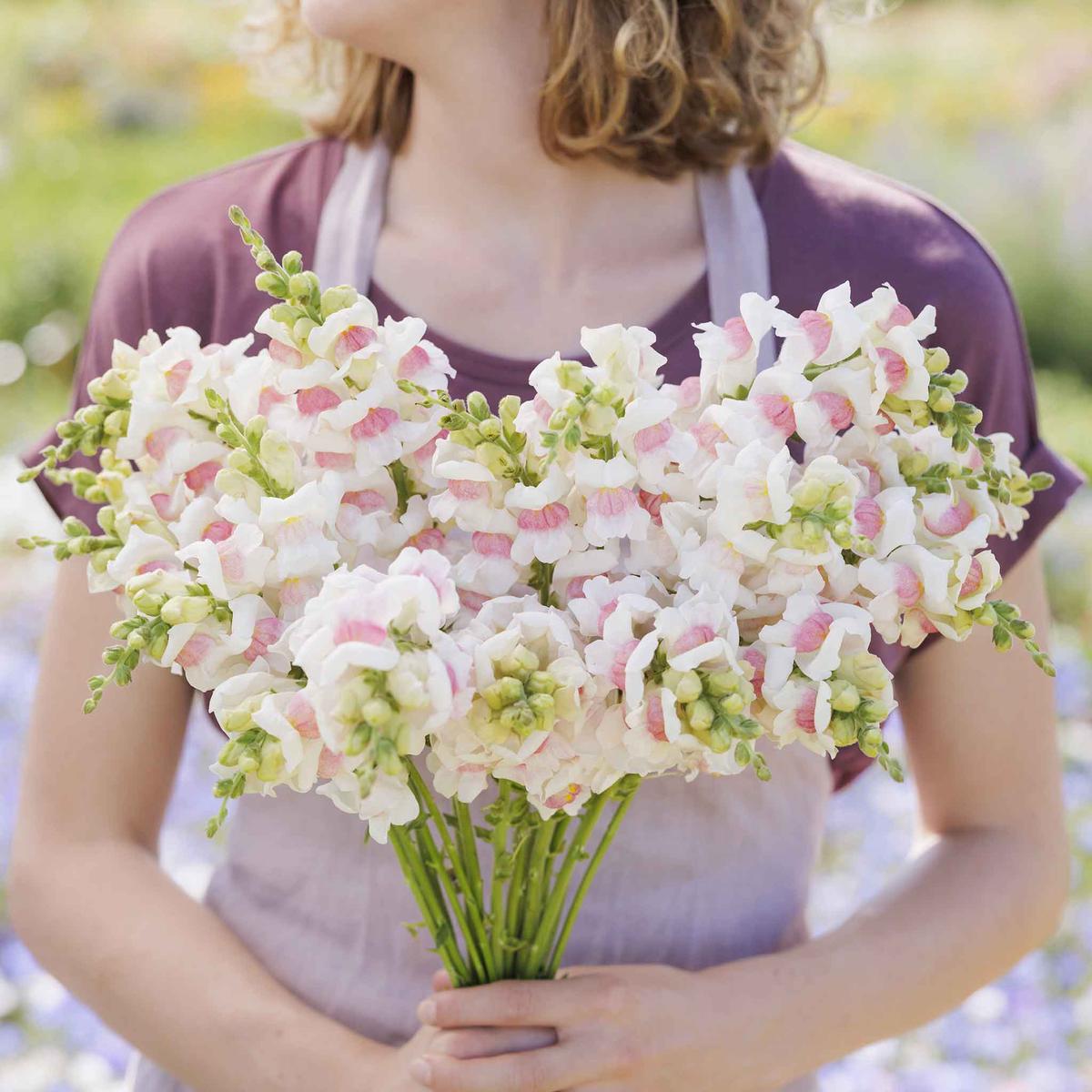 Snapdragon Seeds - Potomac Appleblossom