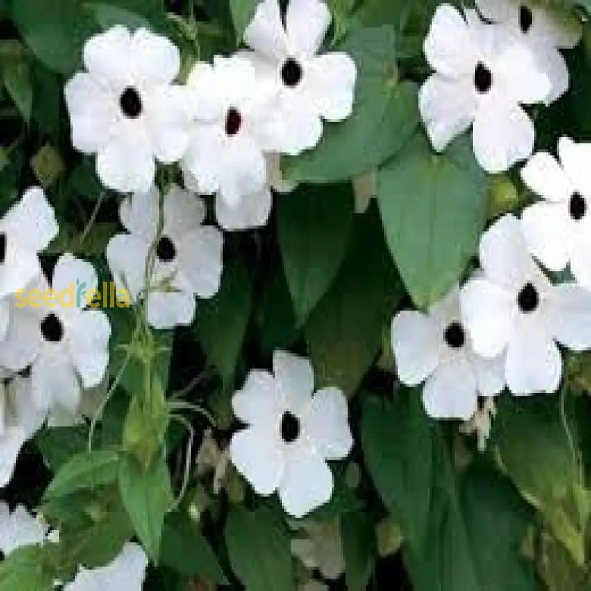 Thunbergia Flower Seeds for Vibrant Garden Planting