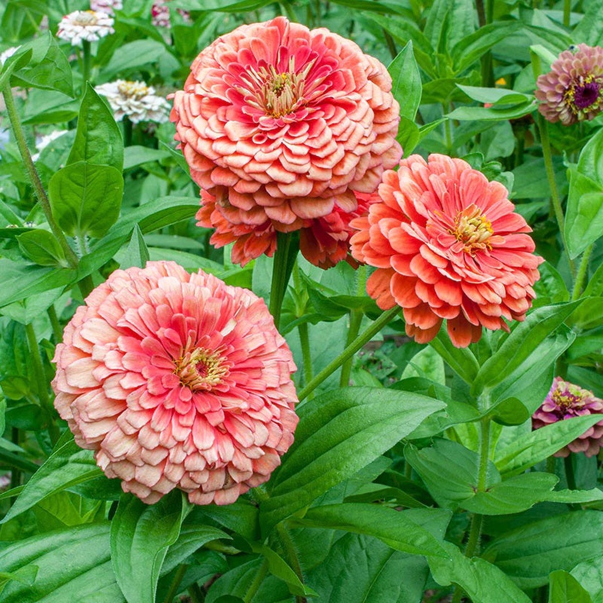 25 Giant Salmon Rose Zinnia Flower Seeds