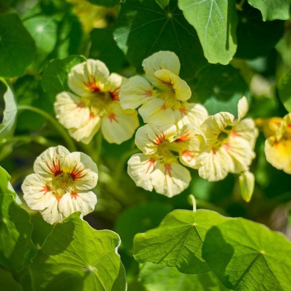 25 "Peach Melba" Nasturtium Flower Seeds