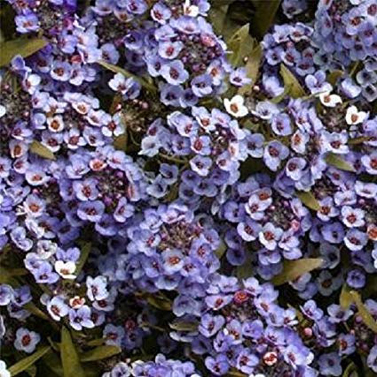 Alyssum Blue Imported Heirloom, Non-GMO, High Germination Organic Garden Seeds