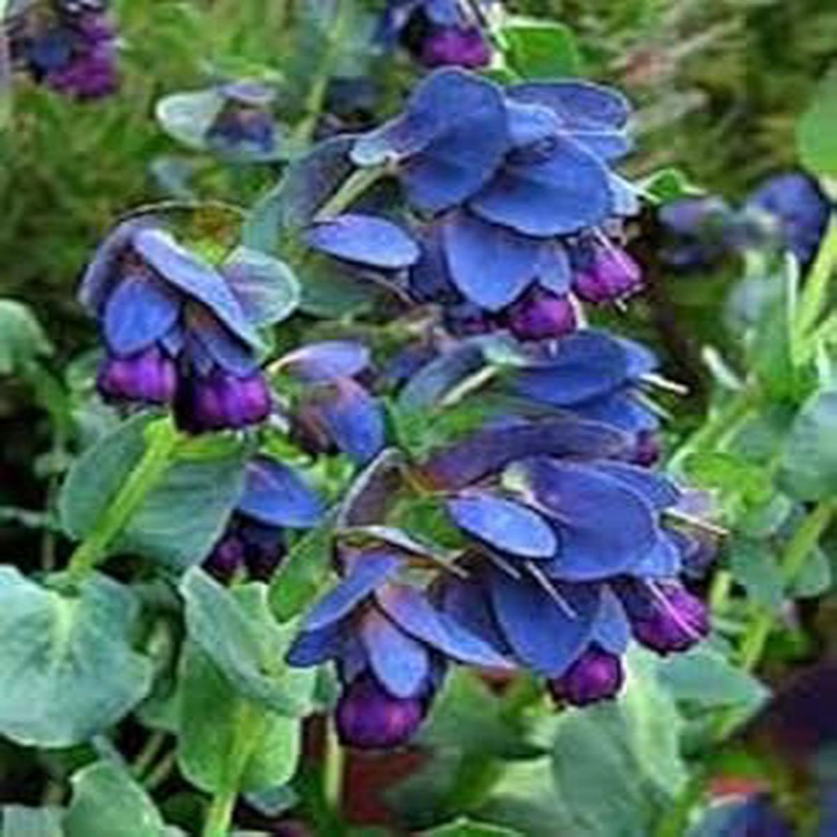 Blue Shrimp Flower Seeds for Planting NON GMO Seeds