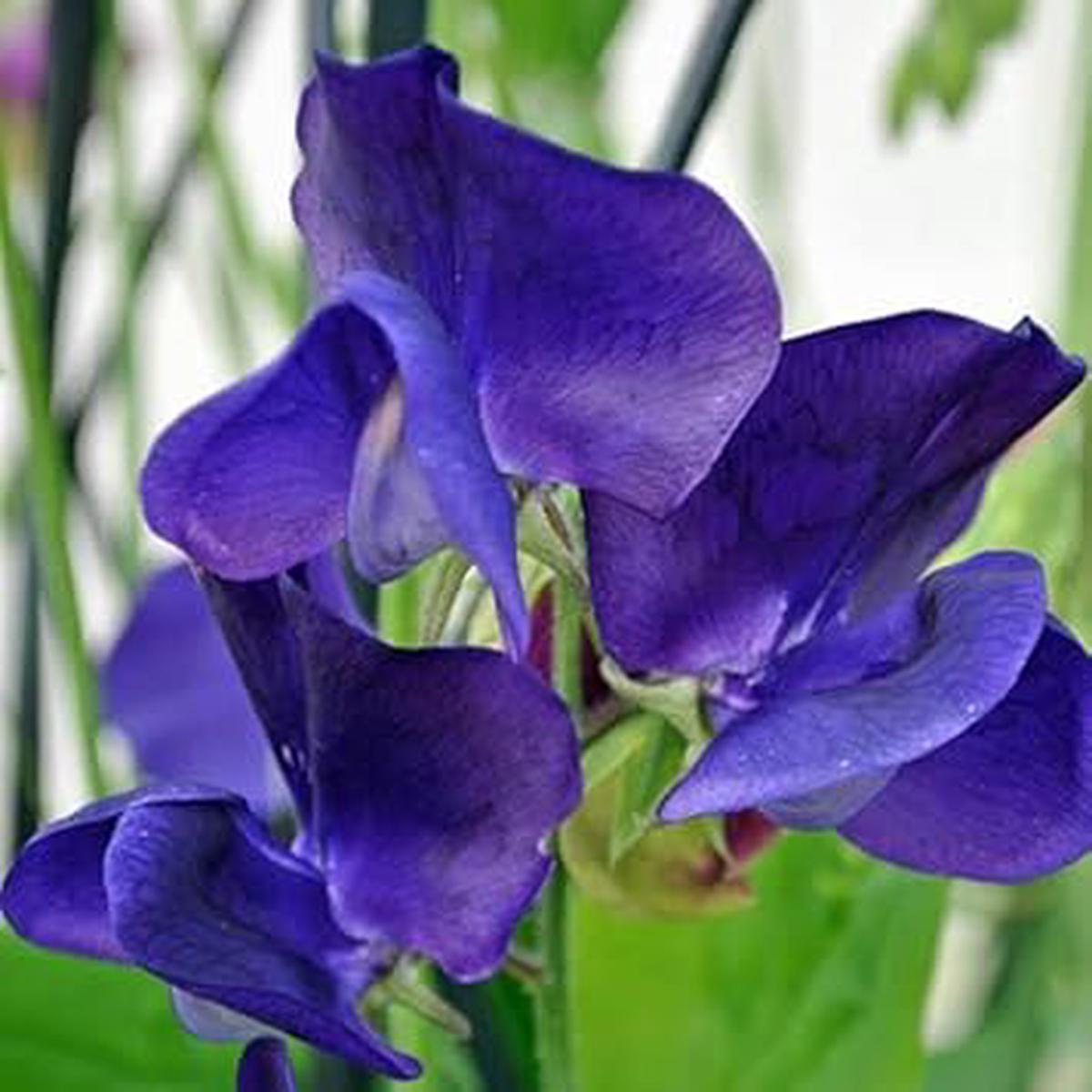 Blue Sweet Pea Flower Seeds for Planting Fragrant Heirloom Non-GMO Seeds