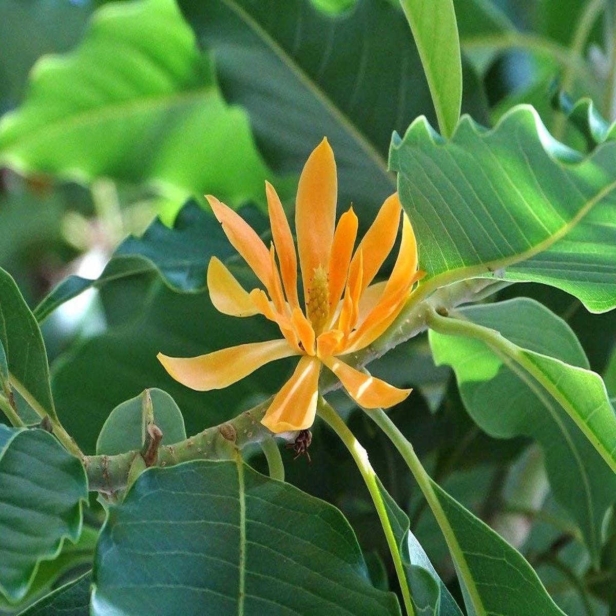 Champaca Flower Seeds for Planting Heirloom, Non-GMO Seeds for Fragrant Garden Blooms