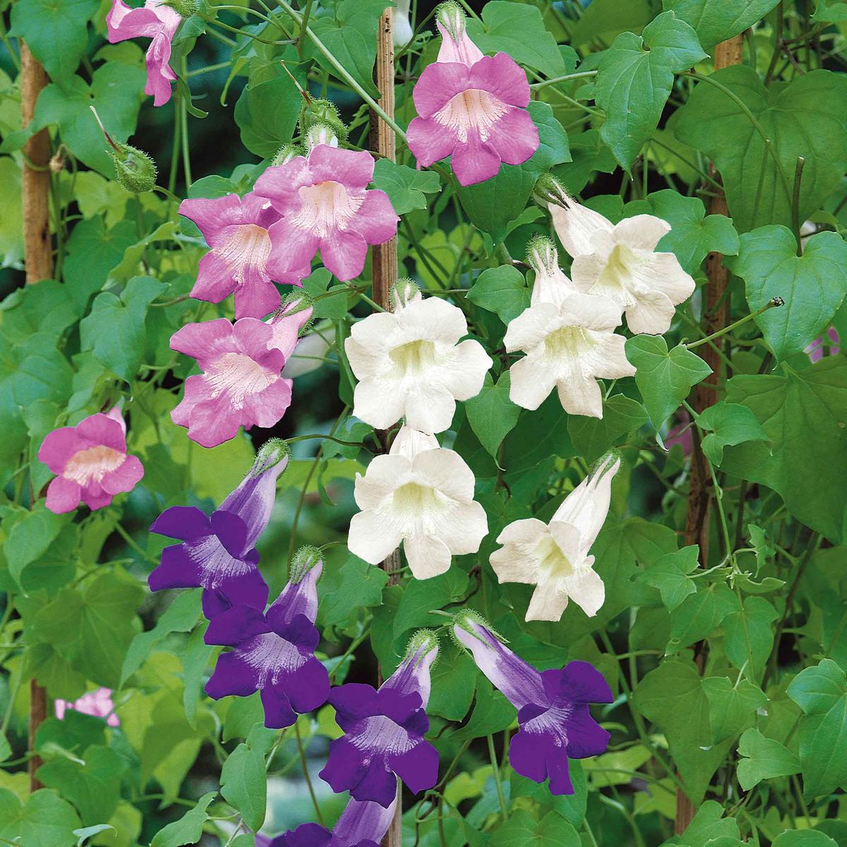 Climbing Snapdragon Seeds - Mix
