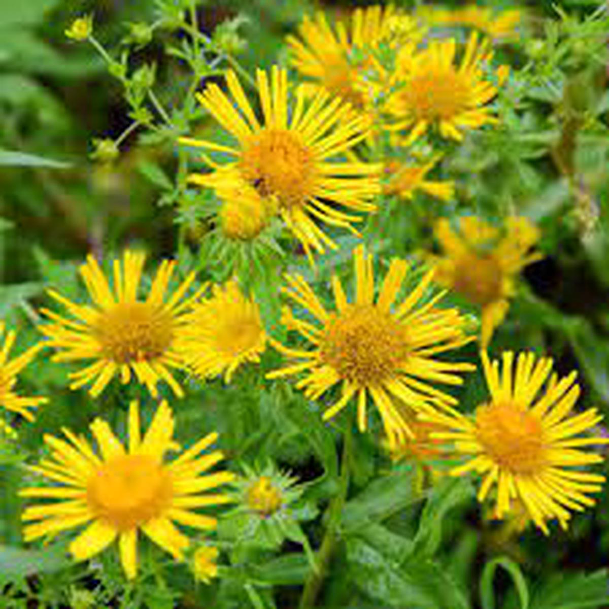 Enula Asteraceae Flower Seeds for Planting - NON GMO Seeds