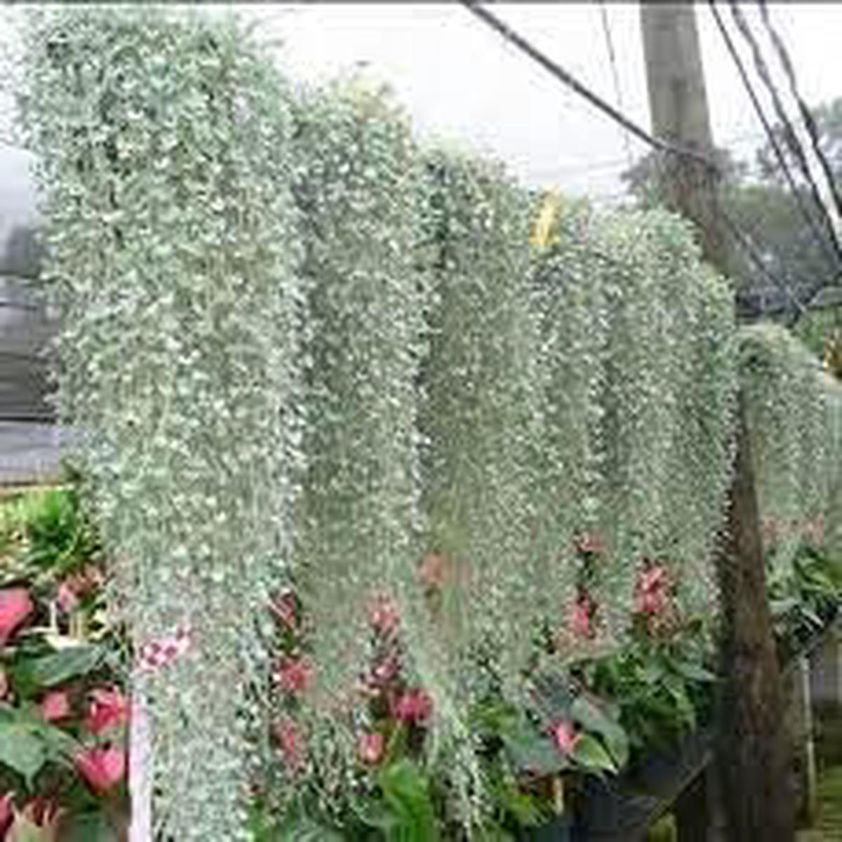 Heirloom Non-GMO Dichondra Plant Seeds Decorative Ground Cover for Garden Planting