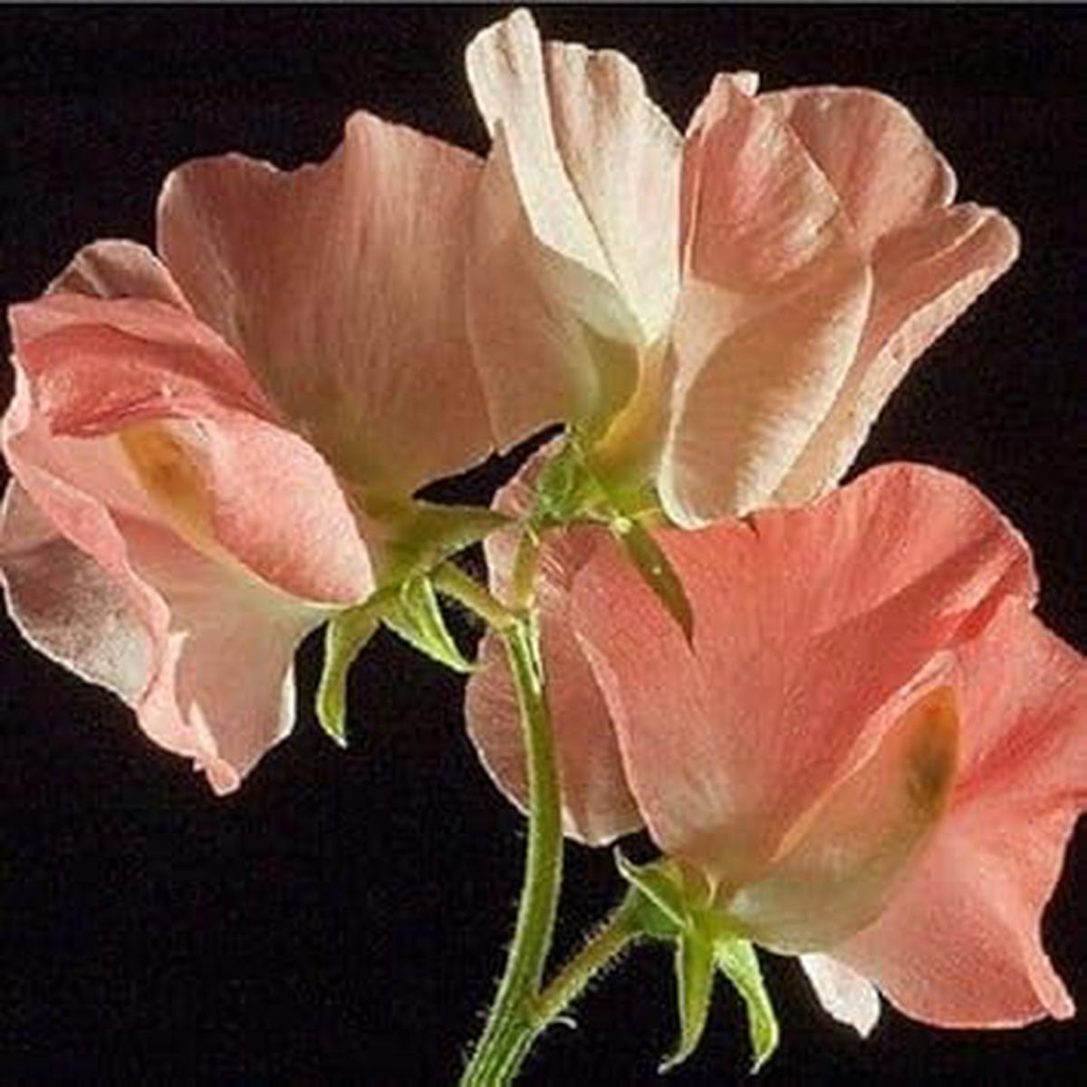 Heirloom Peach Sweet Pea Flower Seeds Non-GMO Fragrant Climbing Blooms, High Germination Seeds for Planting