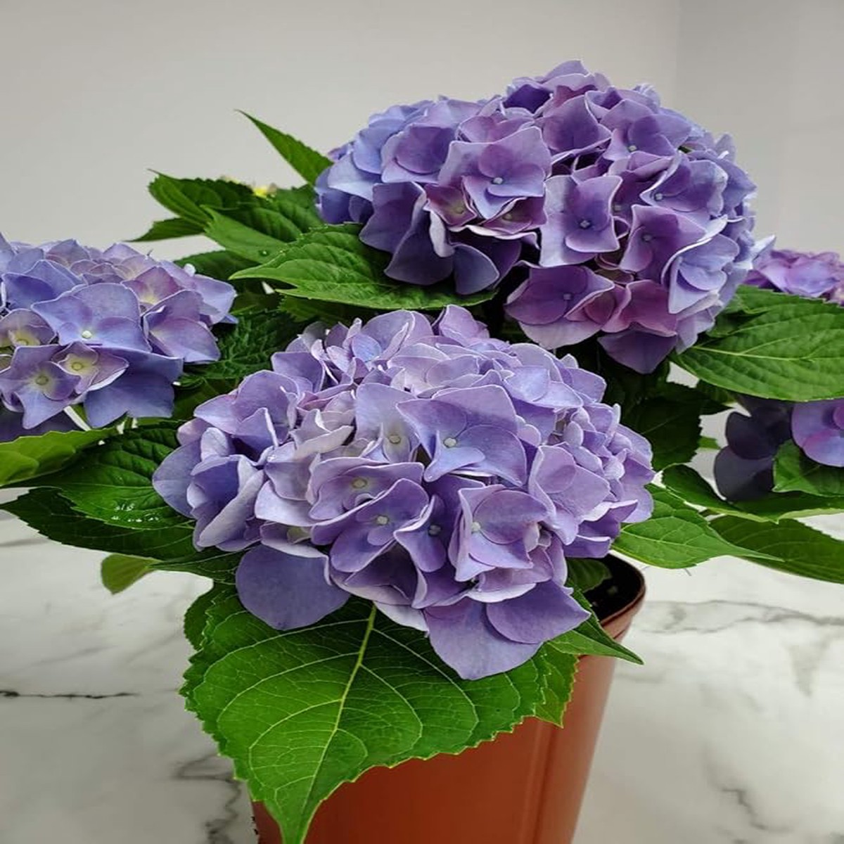 Hydrangea Hydrangea Macrophylla Flower For Planting In Home Garden Or Shaded Borders Flower Seeds