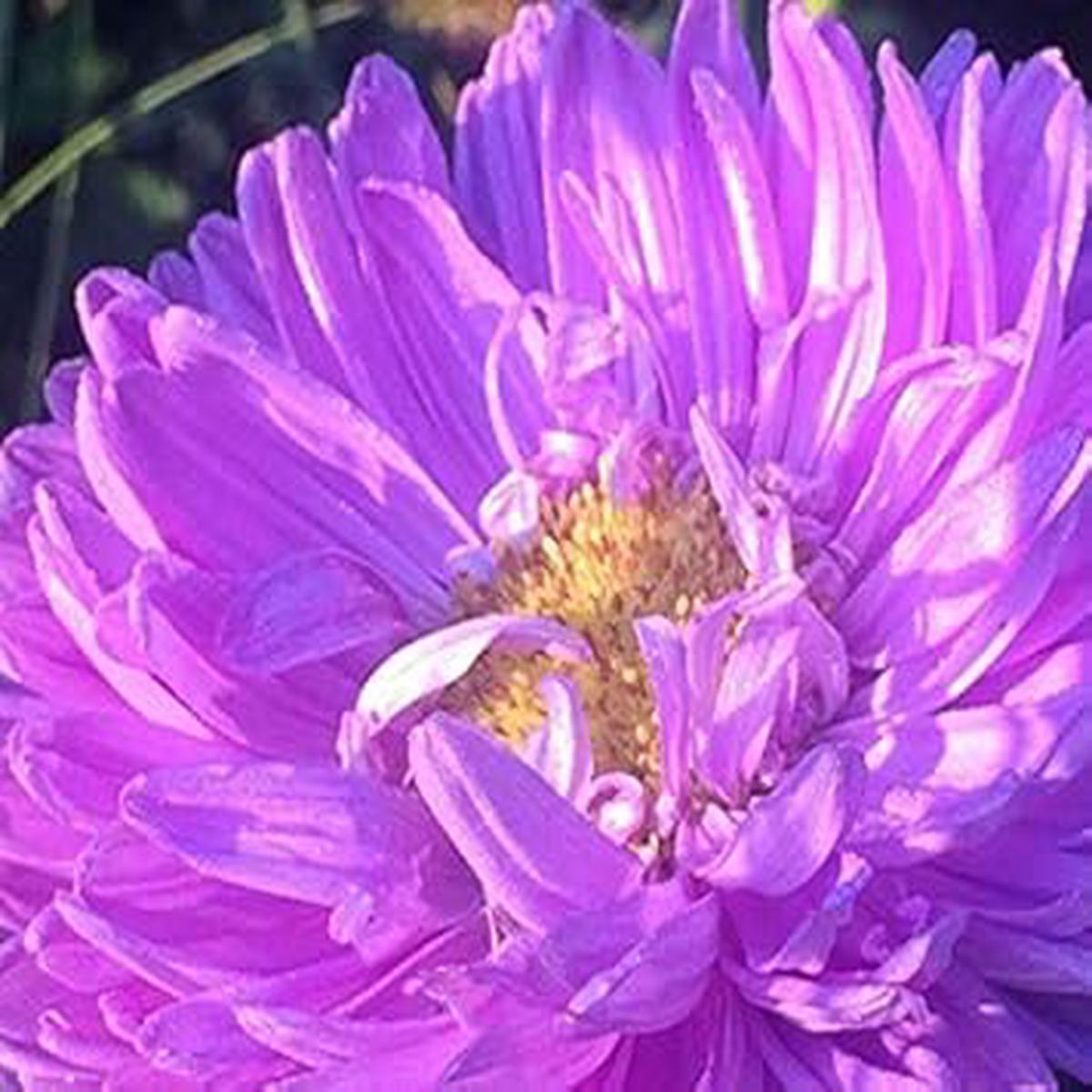 Purple Aster Callistephus Seeds for Planting Heirloom, Non-GMO, Organic Garden Seeds with High Germination