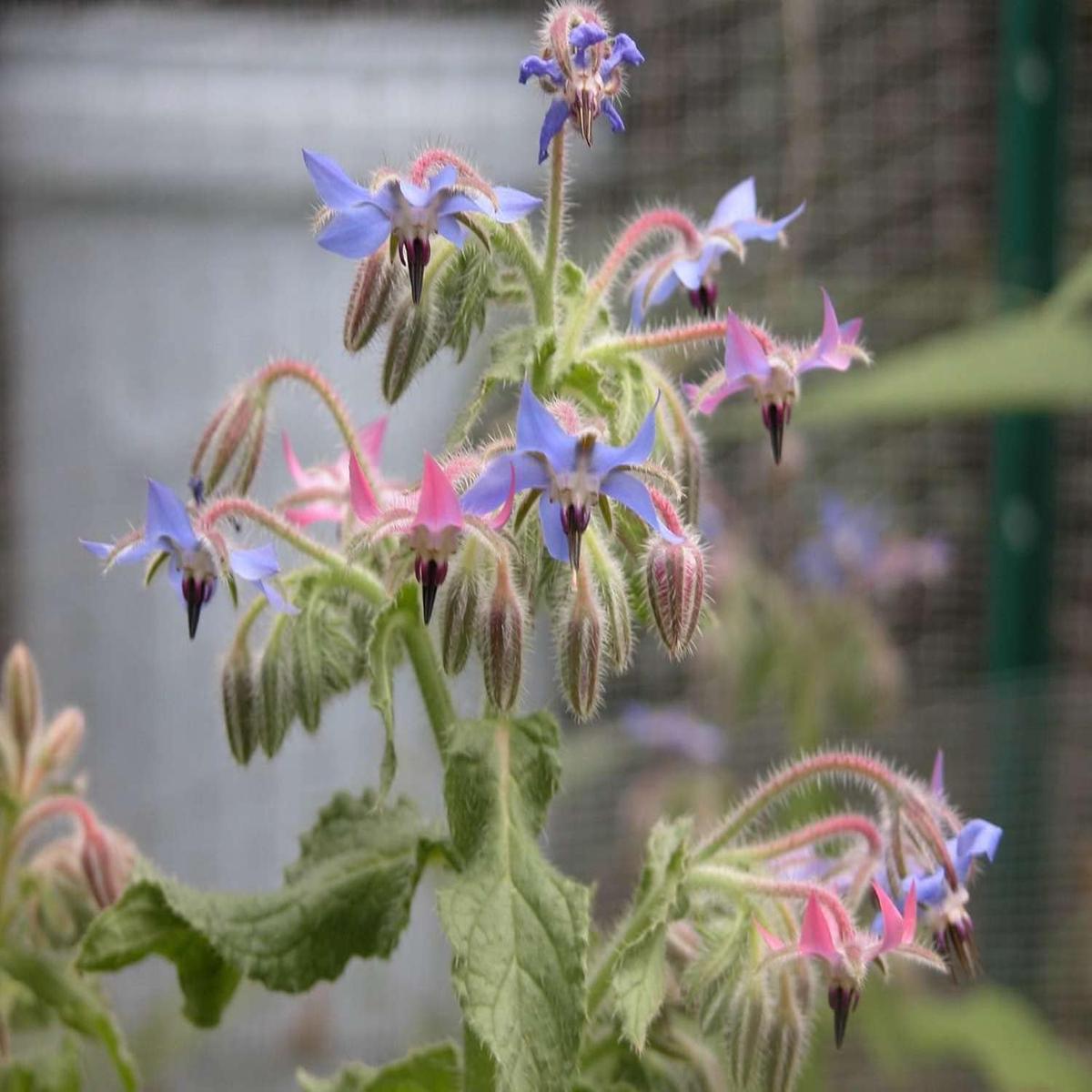 Borago Flower Seeds Mixed for Planting - 100 pcs