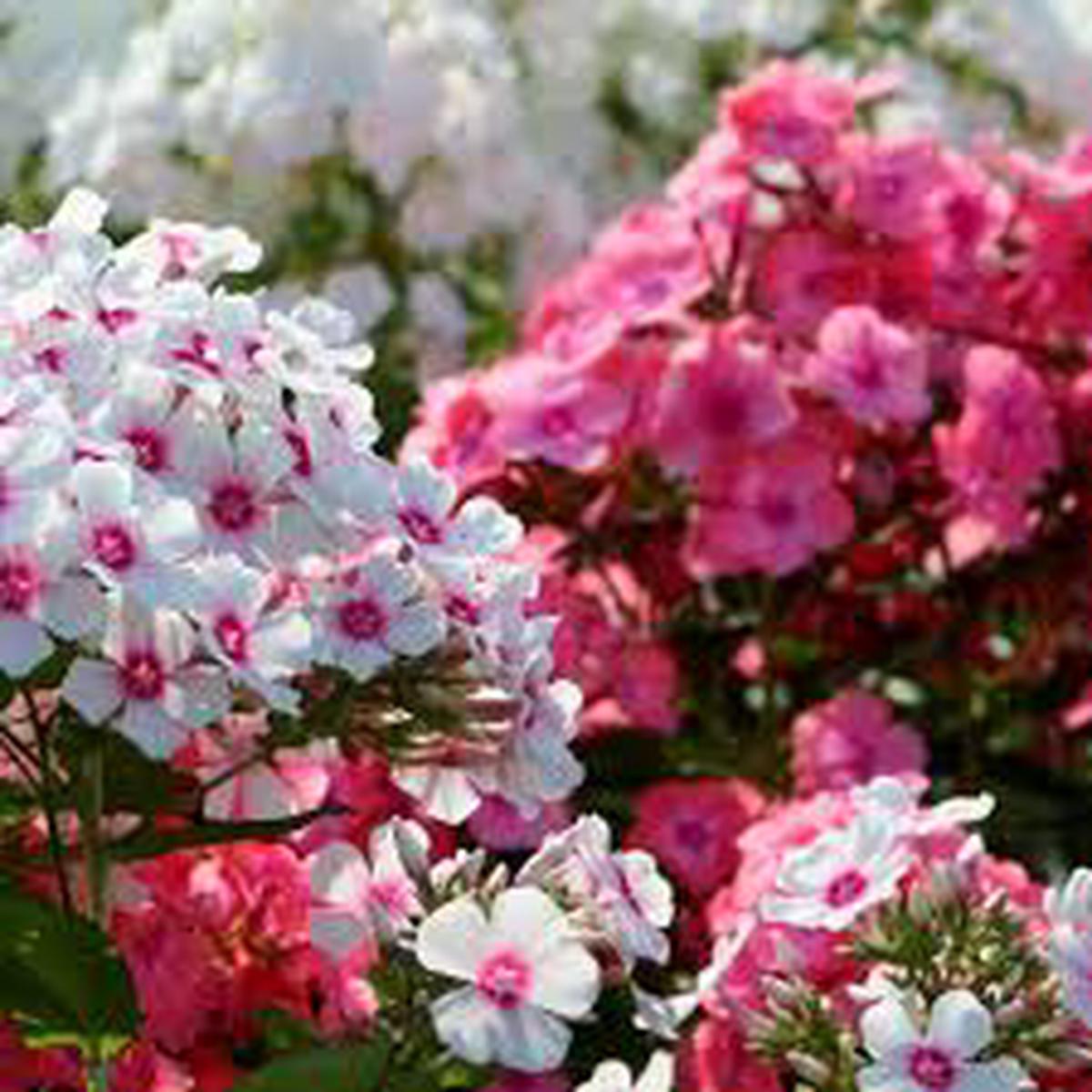 Garden Annual Phlox (Phlox paniculata) Seeds for Planting Heirloom, Non-GMO, Pink Variety
