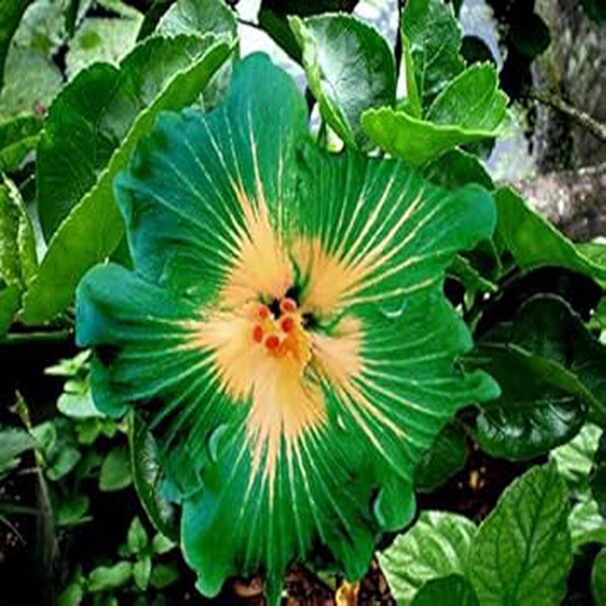 Heirloom Non-GMO Green Hibiscus Seeds High Germination Unique Bloom for Exotic Garden Planting
