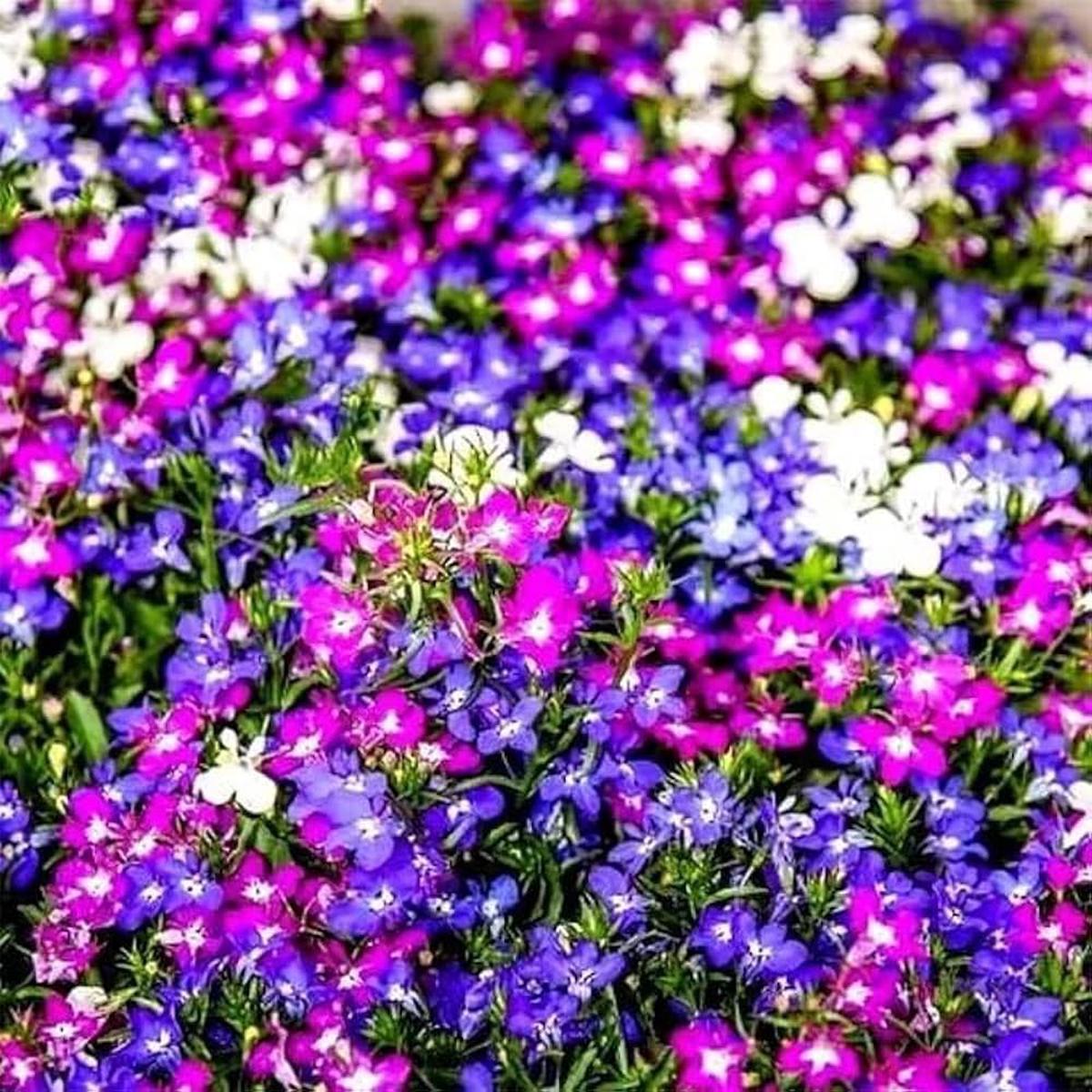 Lobelia Mixed Colors Perennial Flowering Seeds For Planting