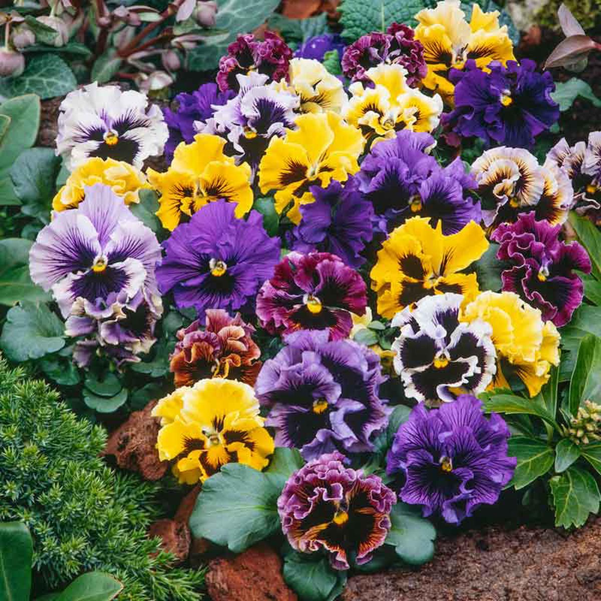 Pansy Seeds - Frizzle Sizzle Mix