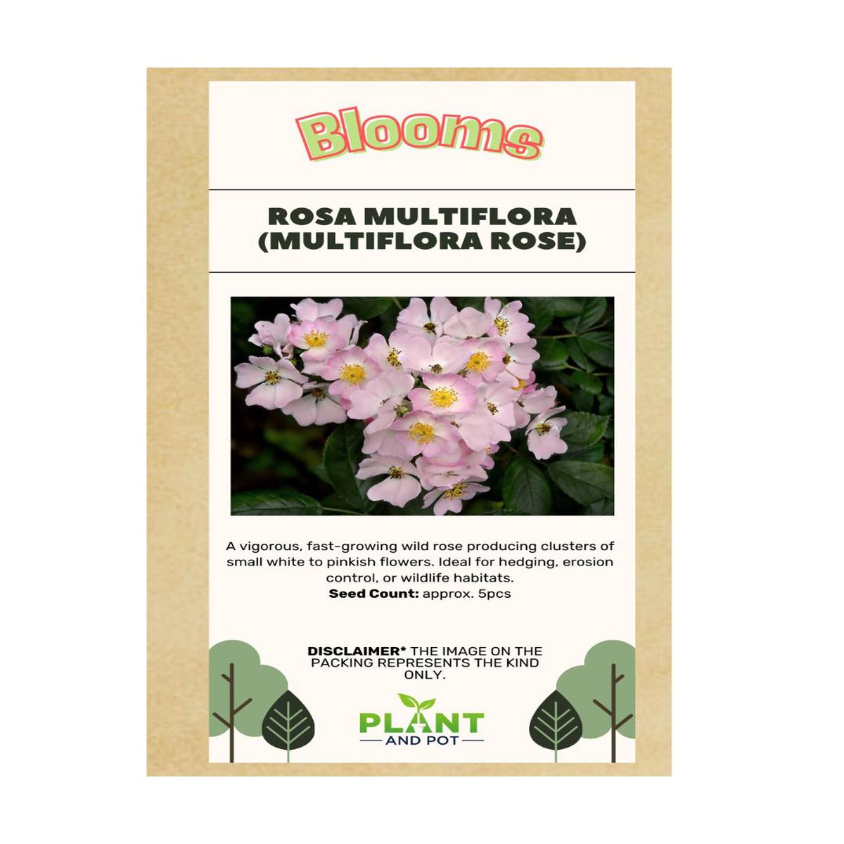 Rosa Multiflora Seed - Flower Seeds