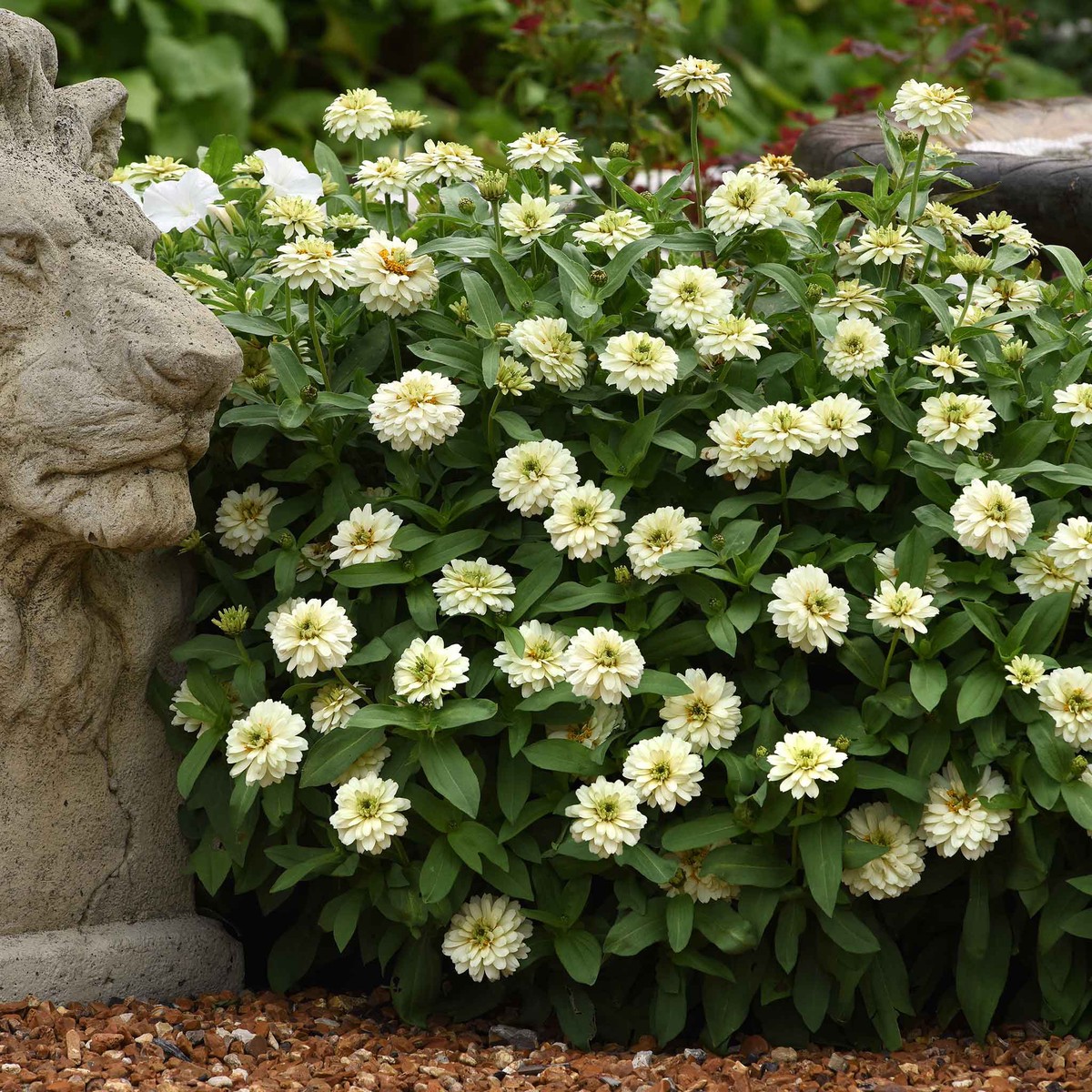 Zinnia Seeds - Zahara Double White