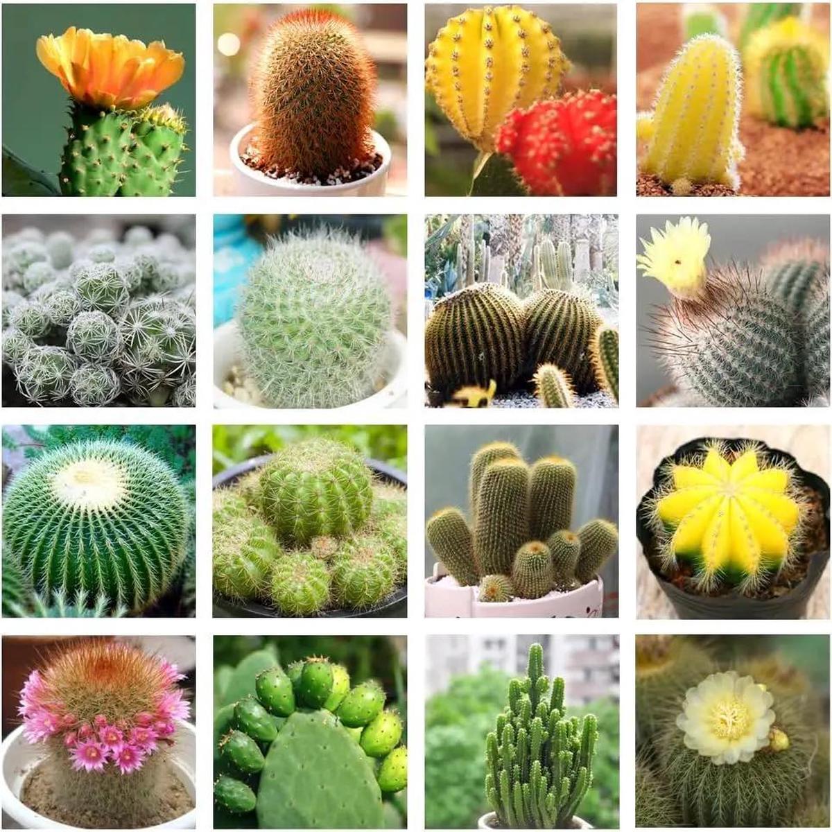 Cactus Plant Seeds for Planting - NON GMO Seeds
