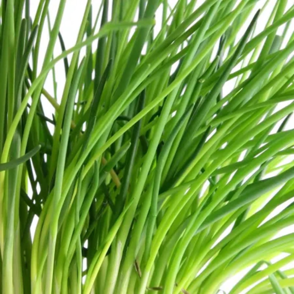 CHIVES SEED SEEDS CHIVE SEED CHIVE SEEDS Heirloom, Non-GMO, High Germination Organic Garden Seeds