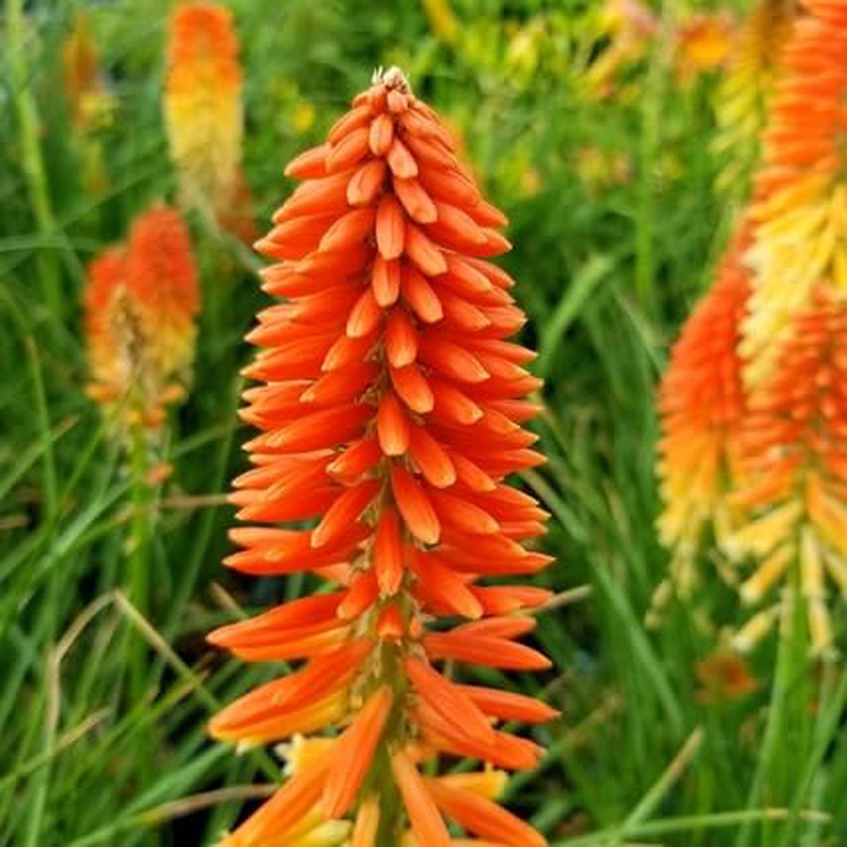 Kniphofia Flower - Heirloom, Non - Gmo Seeds