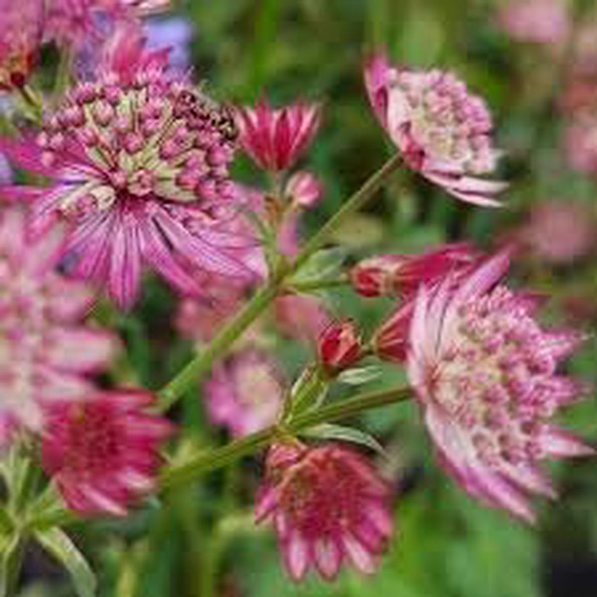 Masterwort Flower Seeds for Garden Non-GMO, Heirloom, High Germination Seeds