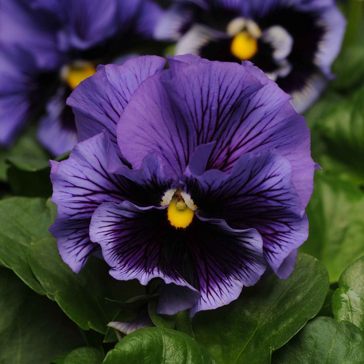 Pansy Seeds - Frizzle Sizzle Blue