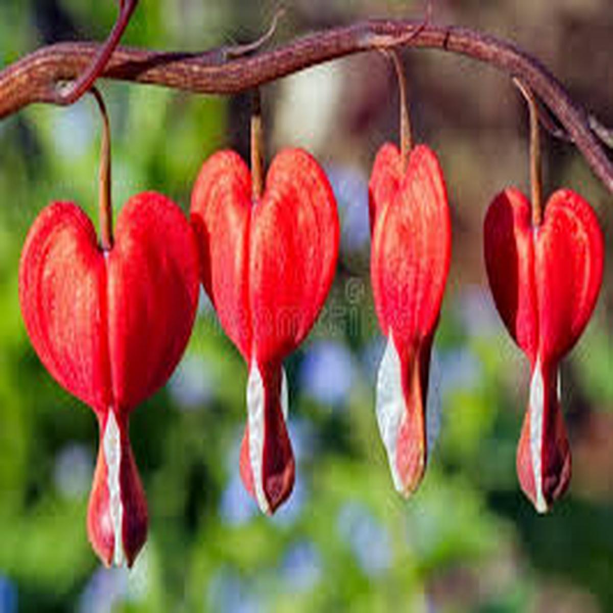 Red Bleeding Heart Flower Seeds for Planting - Sun Loving, Heirloom & Non-GMO, 100pcs, High Germination