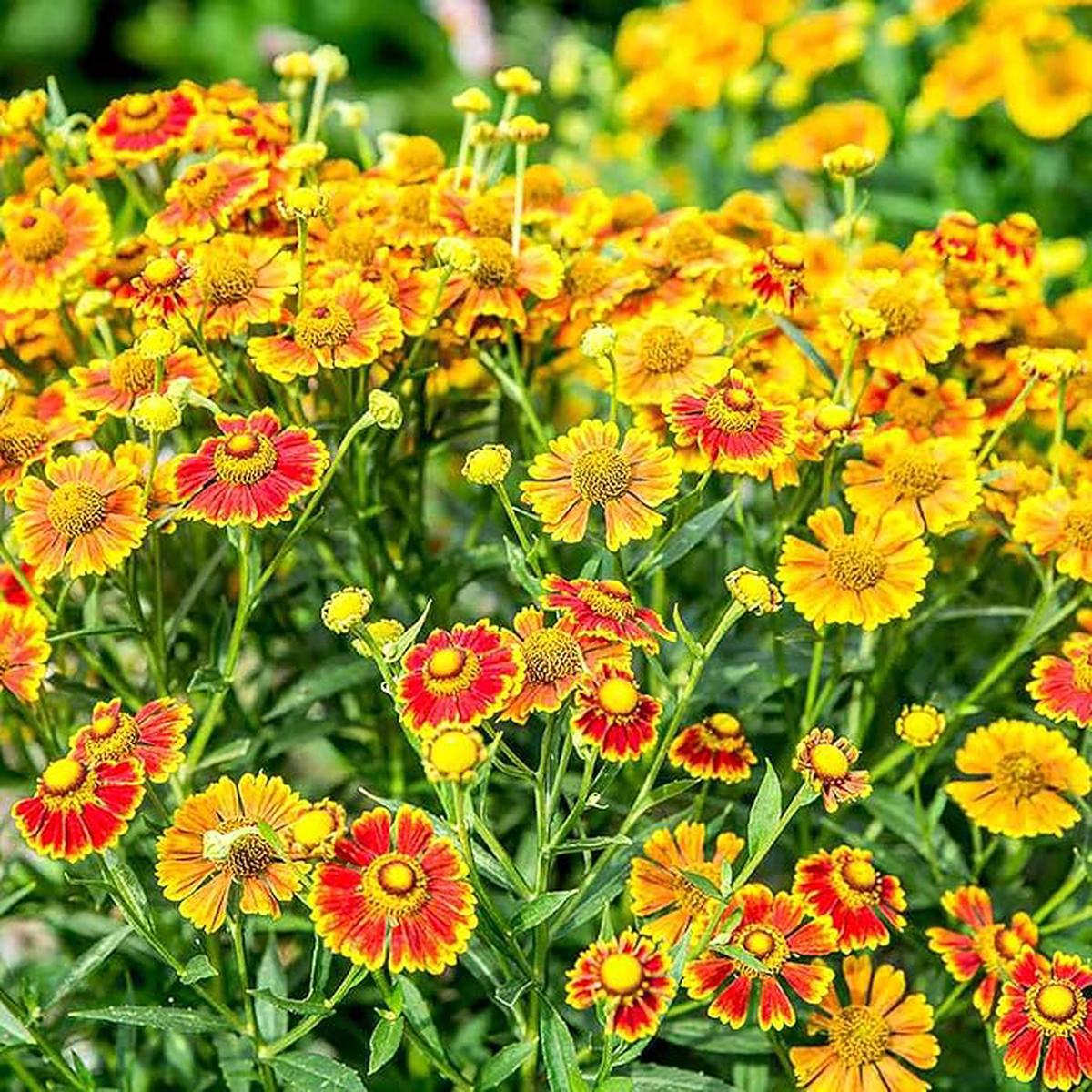Sneezeweed Seeds - Helen's Flower , Ornamental, Attracts Butterflies & Pollinators