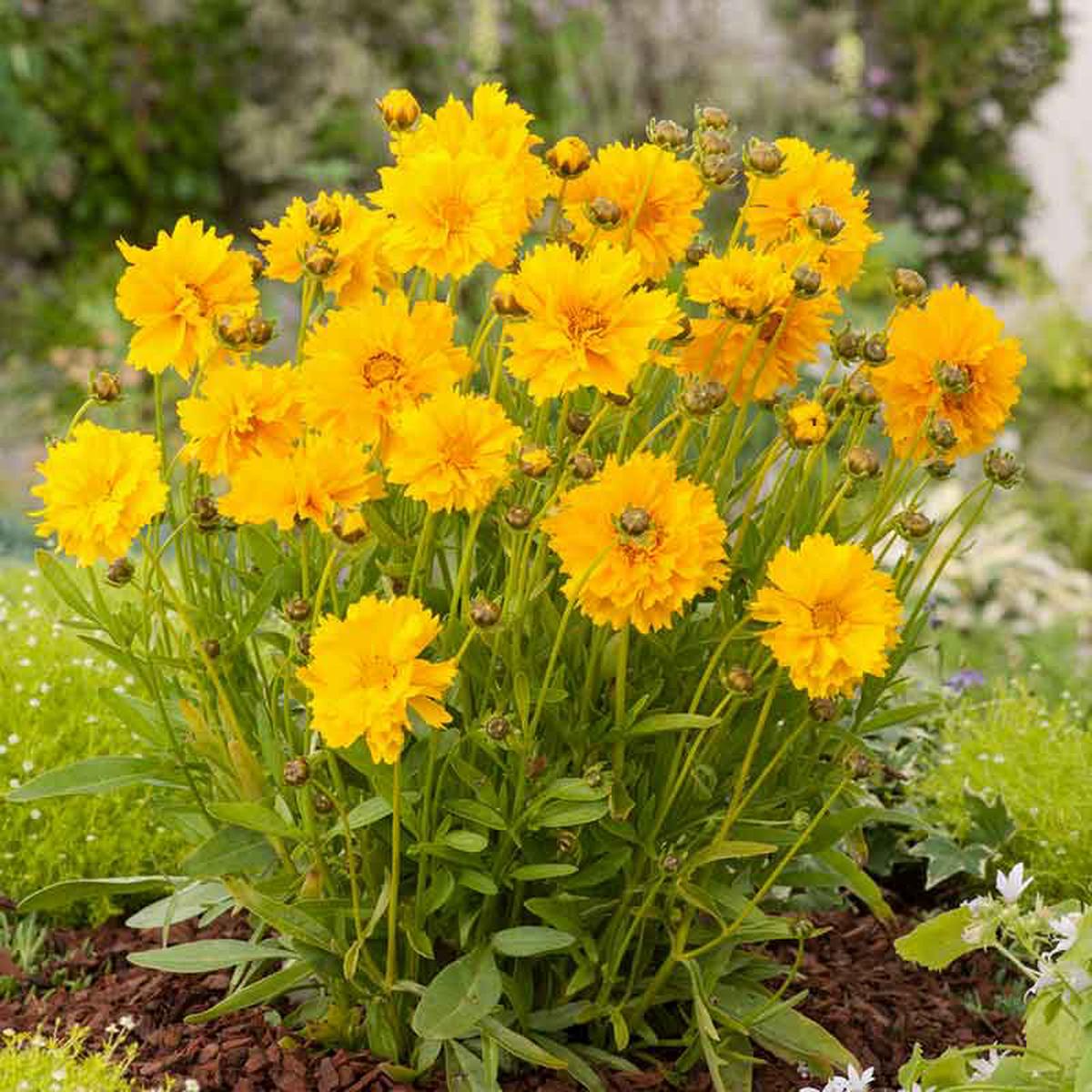 Bulk Lance-Leaf Coreopsis Seeds - Sunburst