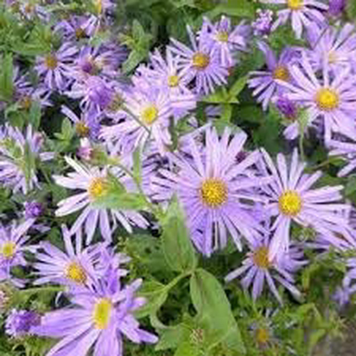 Dutch Chrysanthemum Seeds for Planting Heirloom & Non-GMO High Germination Blooming Garden Seeds