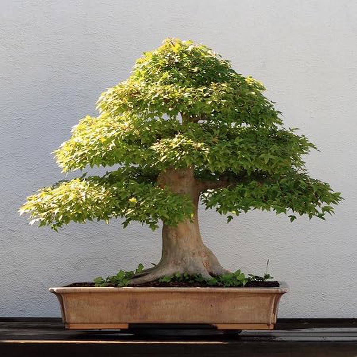 Green Bonsai Tree - Heirloom, Non - Gmo Seeds