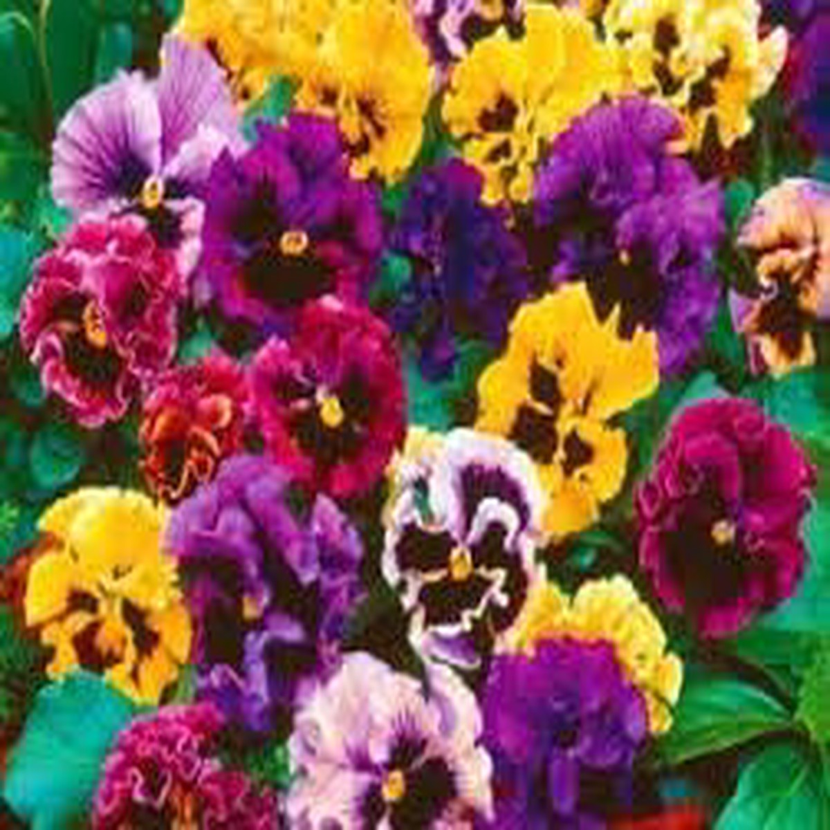 Heirloom Double Pansy Rococo Flower Seeds for Planting, Non-GMO