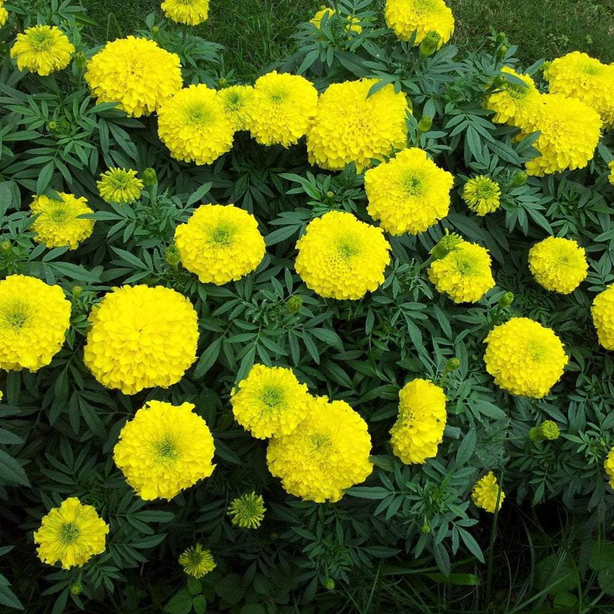 Marigold Seeds - Crackerjack